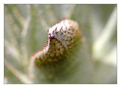 Cactus Abstract 11
